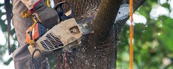 Best Lawn Pest Prevention  in National Park, NJ