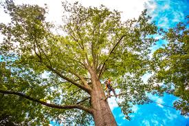 Trusted National Park, NJ Tree Services Experts