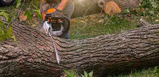 Best Hazardous Tree Removal  in National Park, NJ