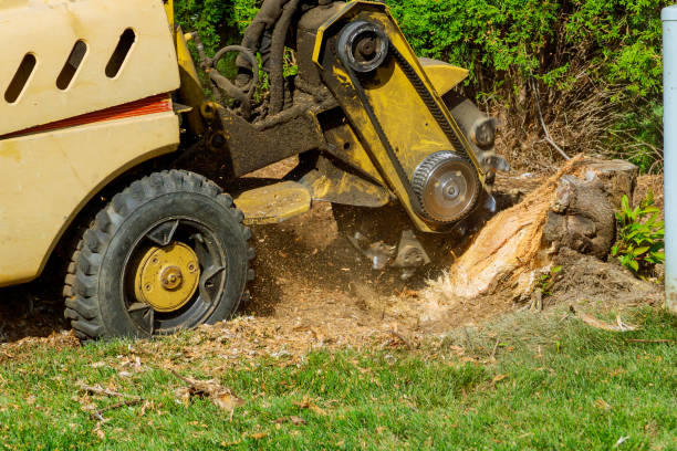 Best Tree Removal  in National Park, NJ
