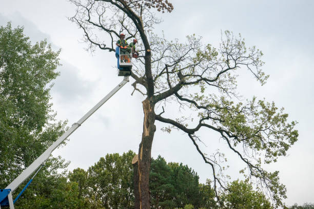 Best Fruit Tree Pruning  in National Park, NJ
