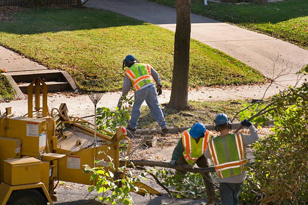 Best Tree Maintenance Programs  in National Park, NJ