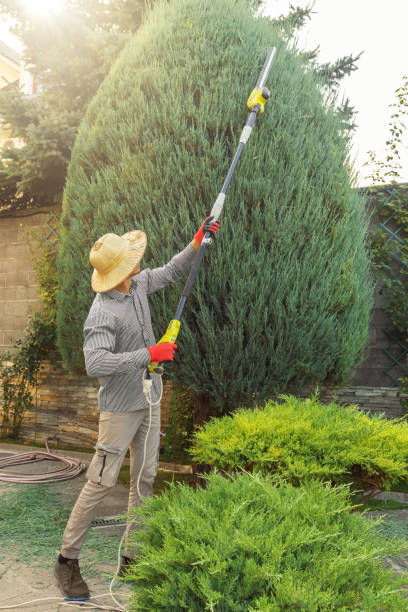 Best Tree Preservation Services  in National Park, NJ