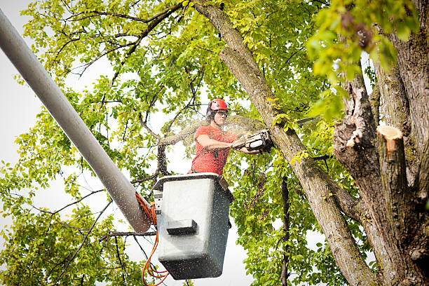 Best Root Management and Removal  in National Park, NJ