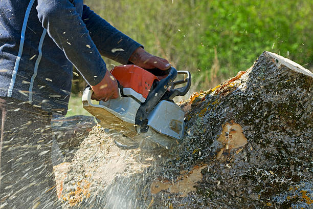 Best Lawn Watering Services  in National Park, NJ