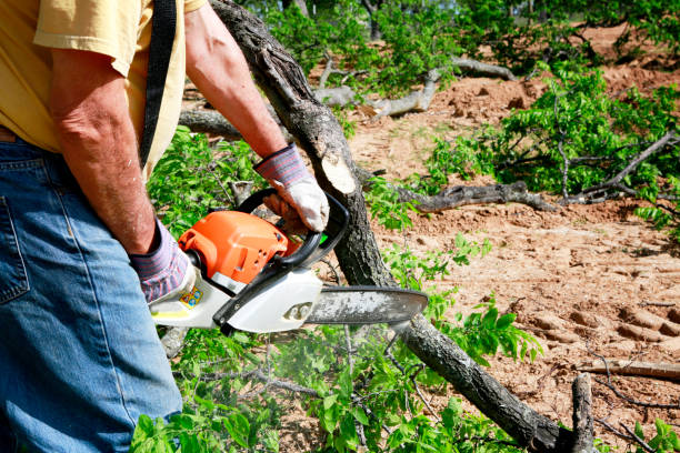Best Organic Lawn Care Solutions  in National Park, NJ